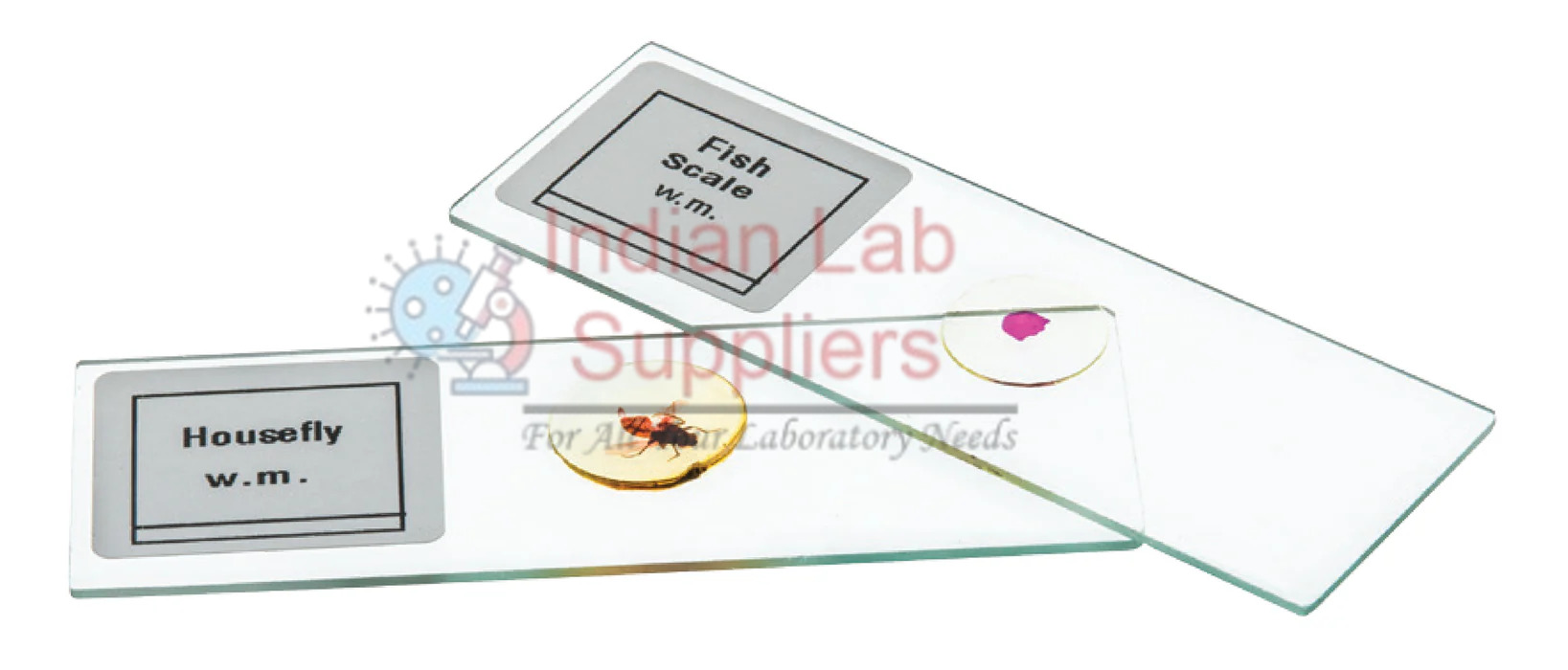 Animal Tissue Slide